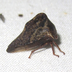 Telamona ampelopsidis