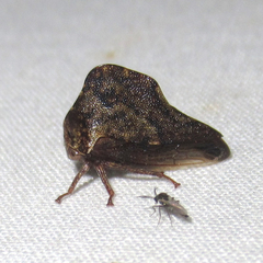 Telamona ampelopsidis
