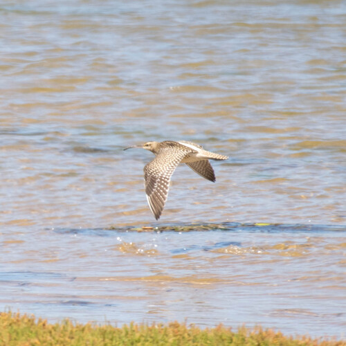 Zarapito trinador (Numenius phaeopus)