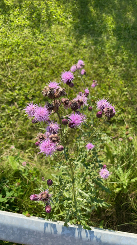 creeping thistle