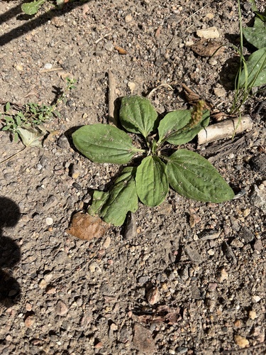 greater plantain