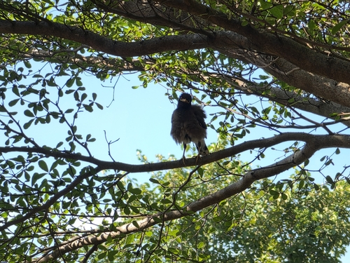 Common Myna