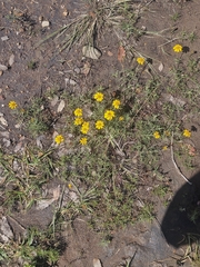 Dyssodia pinnata