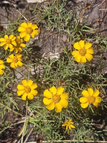 Dyssodia pinnata, photograph 3