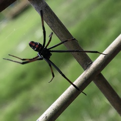 Latrodectus variolus