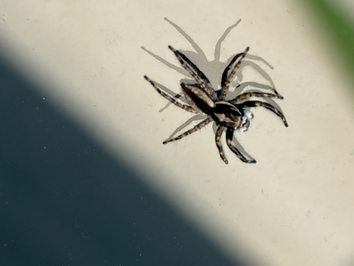Gray Wall Jumping Spider