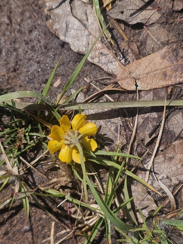 Dyssodia pinnata, photograph 4