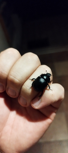 Common Dumbledore Beetle
