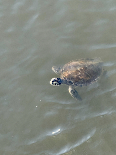 Green Sea Turtle observed by adrieana_batt