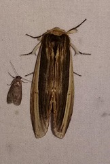 Truncaptera truncata