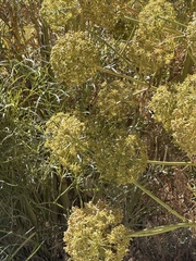 Angelica lineariloba, photograph (c) Brooke Smith, some rights reserved (CC BY)