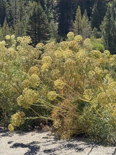 Angelica lineariloba