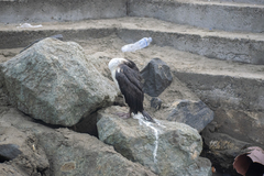Leucocarbo bougainvillii