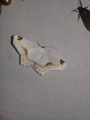 Sericoptera mahometaria