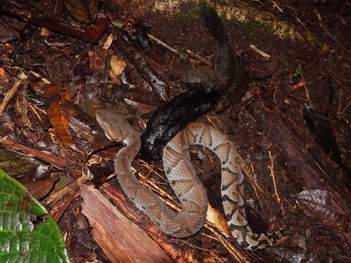 Photo of a Small-eyed Toadhead (Bothrocophias microphthalmus)