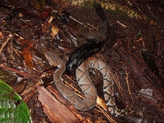 Bothrocophias microphthalmus