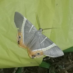 Opisthoxia hybridata