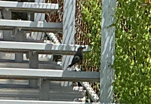Northern Mockingbird observed by d26emmah