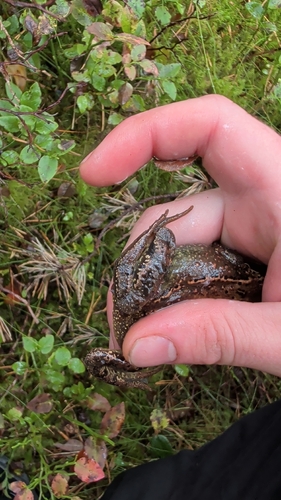 European Common Frog