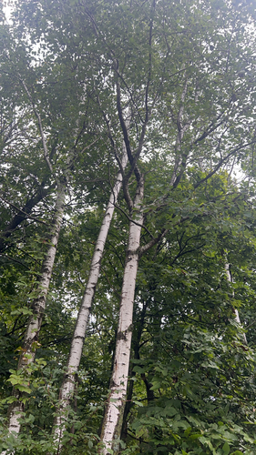 quaking aspen
