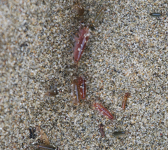 Traskorchestia traskiana