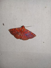 Antiblemma phoenicopyra