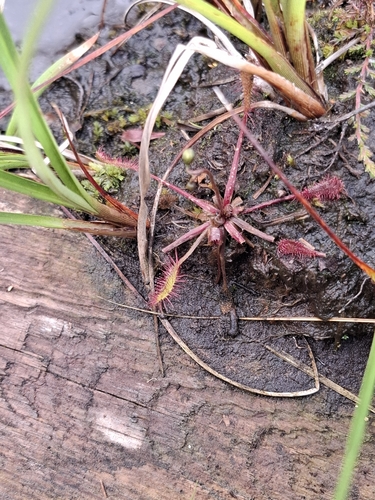 Great Sundew