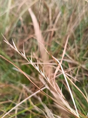 Nardus stricta, photograph 6