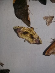 Pantographa
