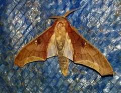 Colax apulus