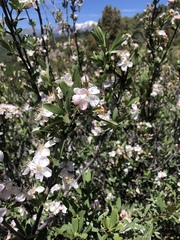 Peraphyllum ramosissimum