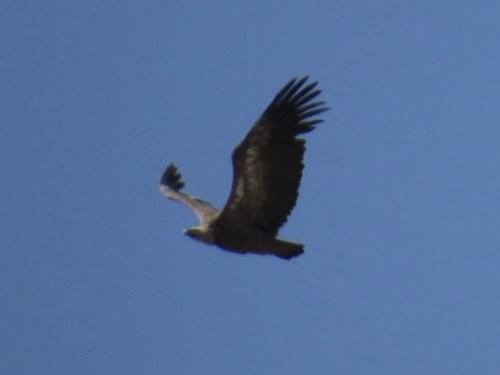 Eurasian Griffon