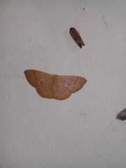 Semaeopus illimitata