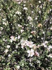 Peraphyllum ramosissimum