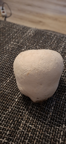 Mosaic puffball