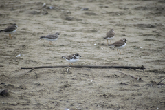 Charadrius semipalmatus