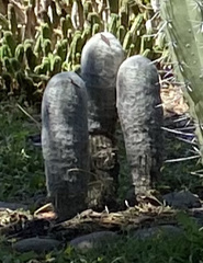 Espostoa