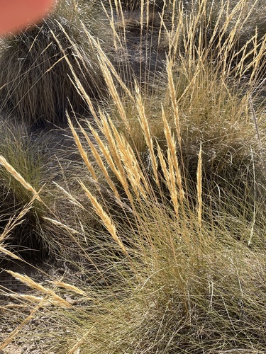 Alfa Grass