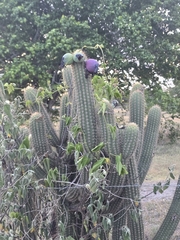 Pilosocereus catingicola, photograph (c) Marcello Mastroianni Albuquerque Araújo, some rights reserved (CC BY)