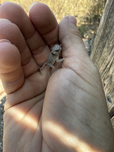 Texas Horned Lizard observed by vcalaniz