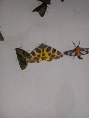 Pantherodes unciaria