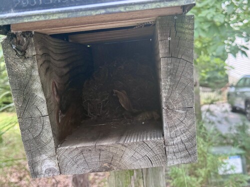 Southern Flying Squirrel observed by aftonhelen