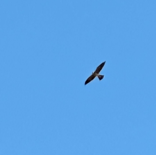 Mississippi Kite observed by lydiadex