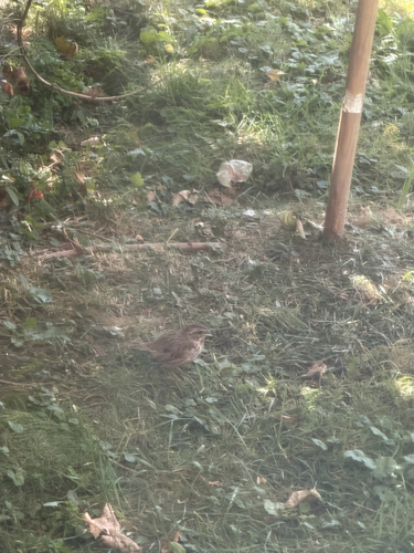 Song Sparrow observed by kmayberry25