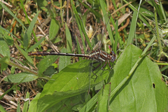 Phanogomphus lividus