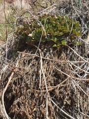 Ligusticum scothicum