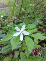 Anemonoides quinquefolia