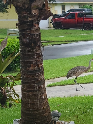 Sandhill Crane observed by sharthom