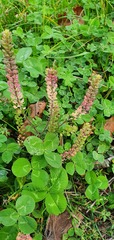 Lepidium bonariense