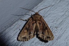 Ichneutica skelloni